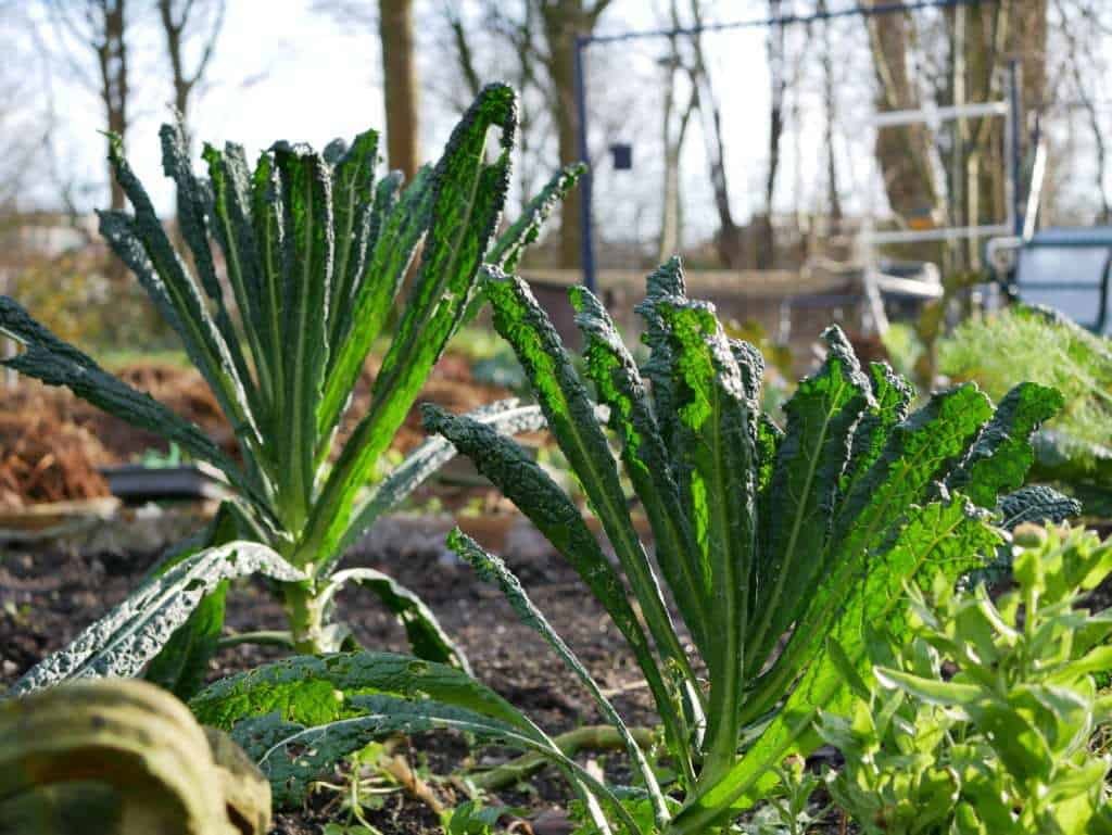 Two lush kale plants grow in a garden among other greenery. The leaves are long and dark green with a textured surface. Sunlight filters through the surrounding trees, highlighting the plants and creating a vibrant outdoor setting.