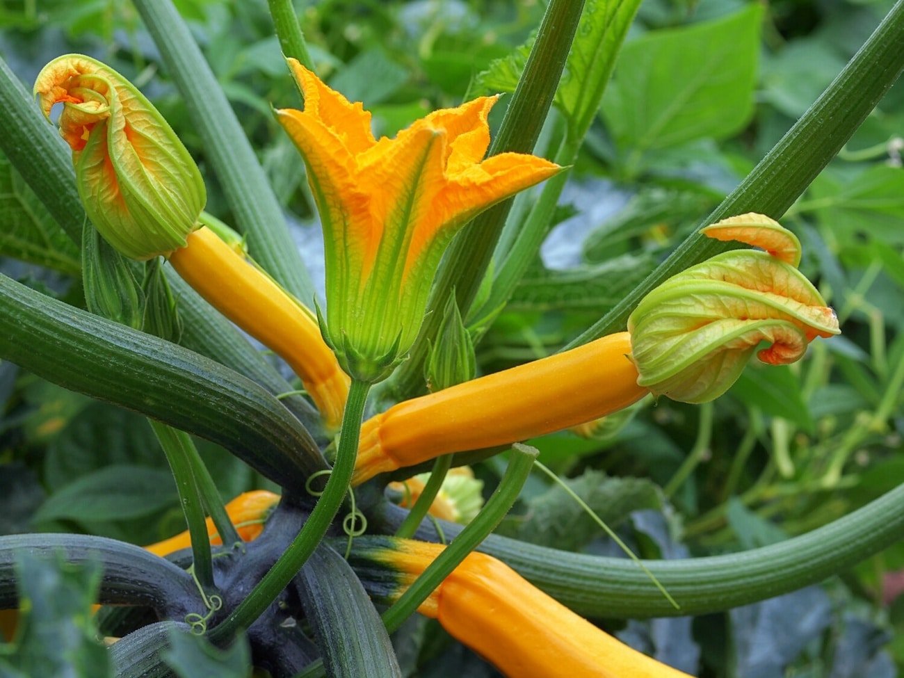 Close-up of a vibrant yellow zucchini plant with one fully opened flower and several buds. The green stems and leaves surround the flowers and create a lush background.