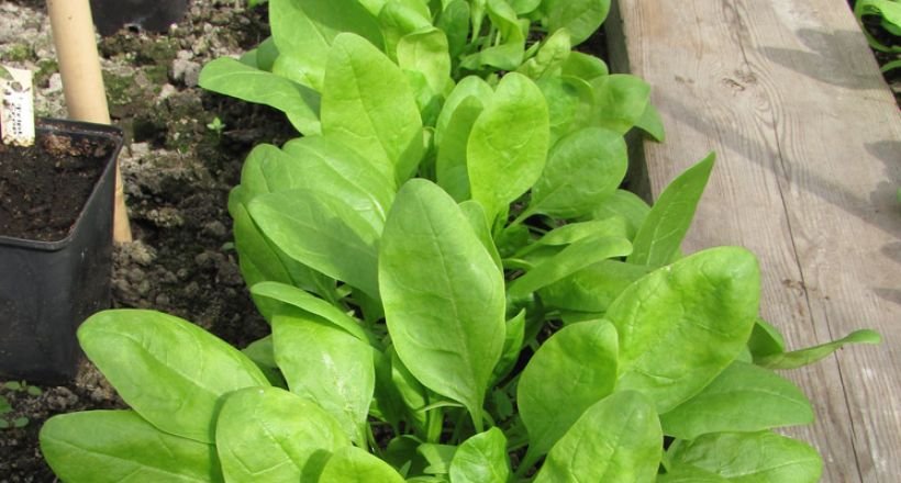 Close-up of a lush green spinach plant growing in a garden bed with a wooden edge.
