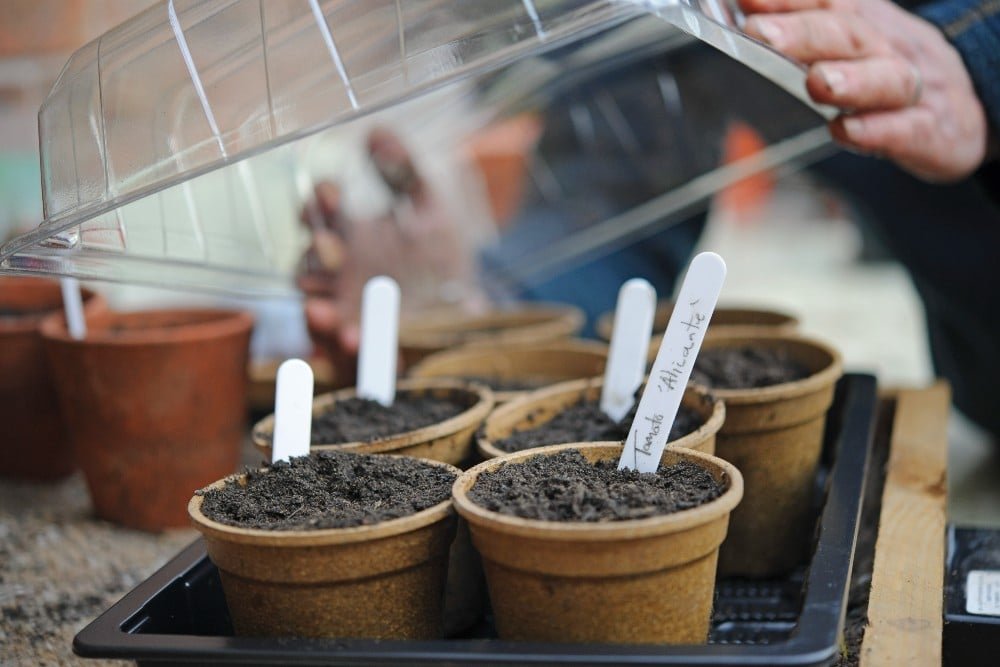 Small pots filled with soil are placed in a tray. Each pot has a white plant label. Someone places a transparent plastic cover over the tray, likely to create a greenhouse effect for the seedlings. Extra pots are in the background.