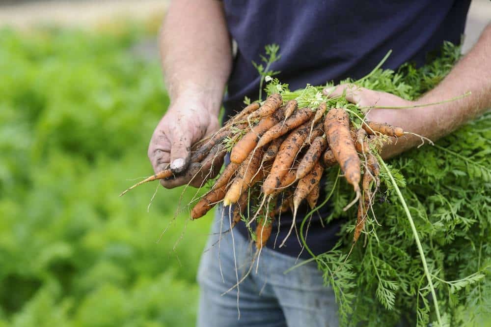 Person holding freshly harvested, soil-covered roots with green tops. The background shows lush green foliage, indicating a garden or farm setting. The person's hands are also slightly soiled from the harvest.