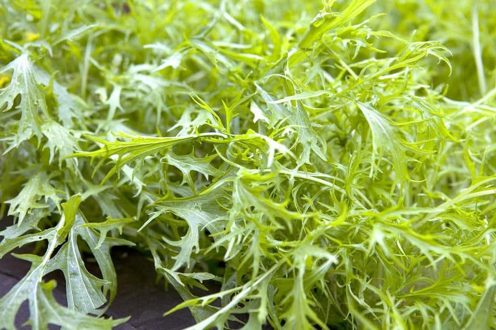 Close-up of fresh mizuna leaves with a bright green color and feathery, serrated edges. The leaves overlap each other, creating a lush texture. They are spread out, revealing their vivid and fresh appearance.