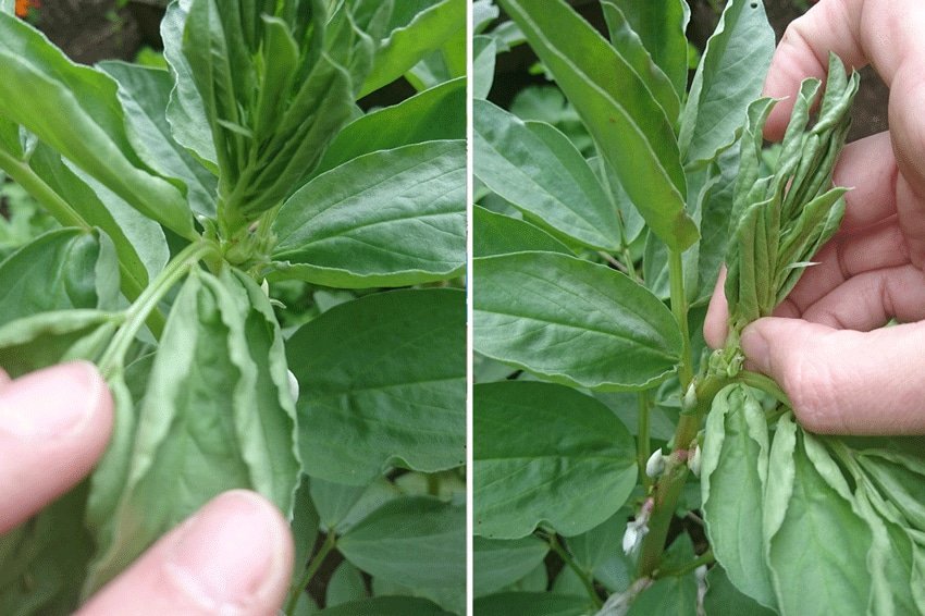 Two side-by-side images show hands gently pinching back the tips of green bean plants. The focus is on the leaves and stems, illustrating a gardening technique to encourage plant growth.