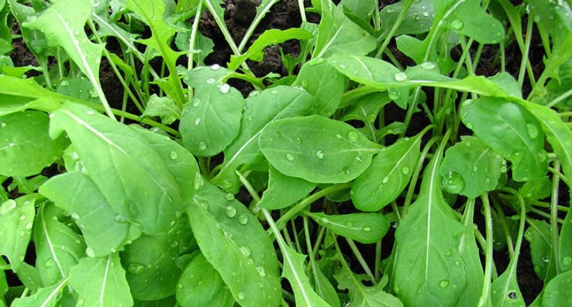 Close-up of fresh, green arugula leaves covered with water droplets, growing luxuriantly in a garden.